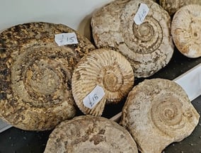 Collection of ammonite fossils available for sale in the Rock Shop at the NSC.
